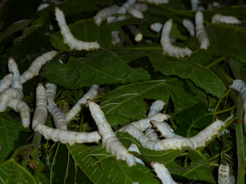 Close up of silk worms