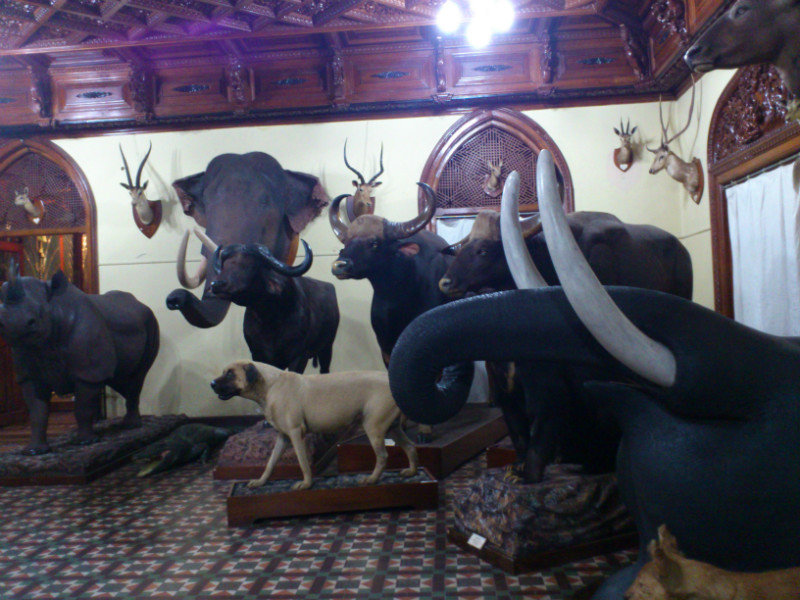 Prince of Mysore's personal collection of taxidermy