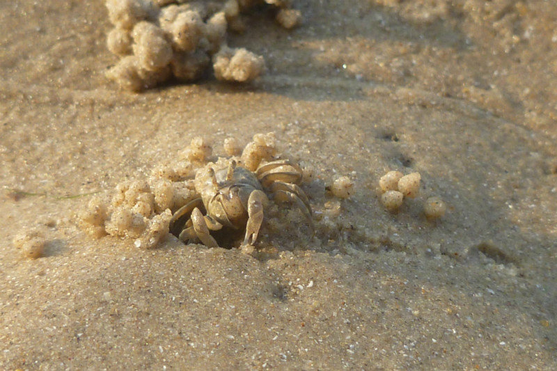 Miniature crabs