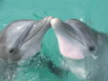More freindly dolphins to cuddle