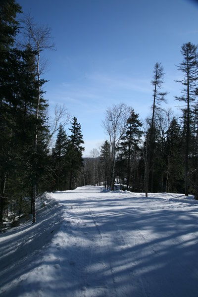the winding piste through the forest