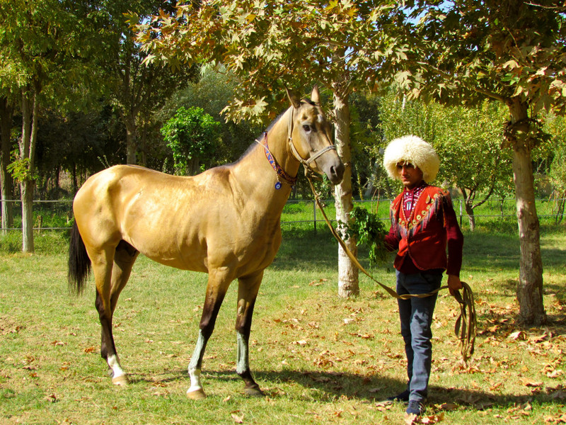 Turkmenistan.  Akhal-Tekke Horses
