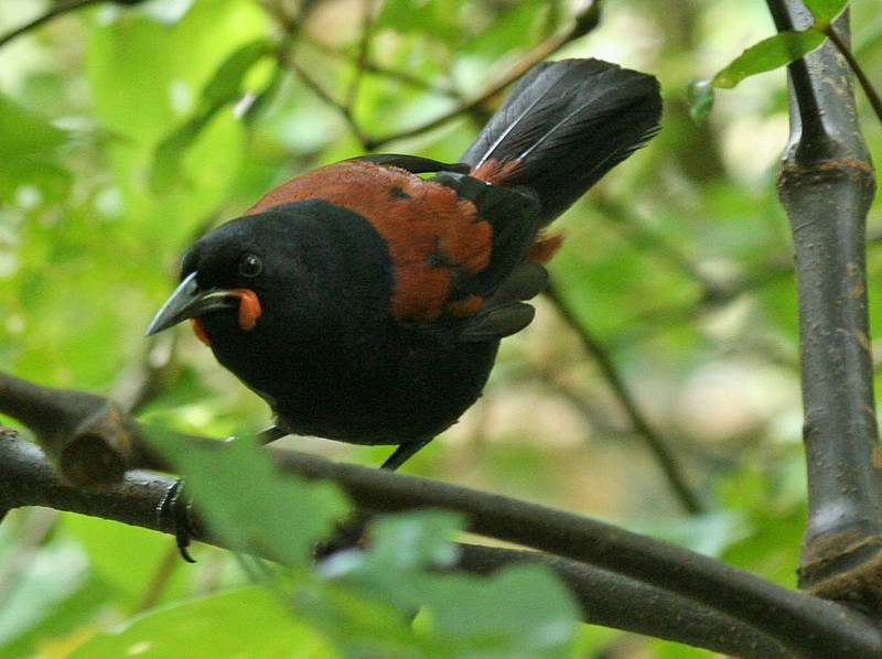 Saddleback aka Tīeke