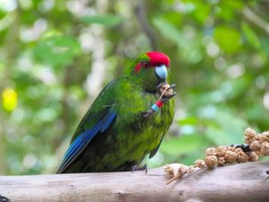 Red Crowned Parakeet aka kākāriki