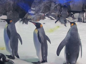 Auckland Aquarium Penguins.