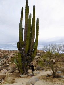 Susan and a giant cardón cactus