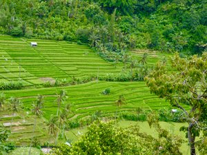 Bali Iconic Rice Terraces