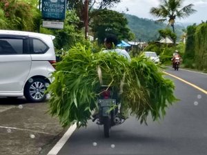 Bali Transport