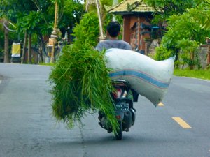Bali Transport