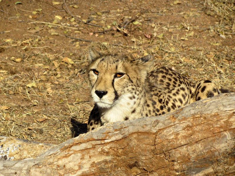 Cheetah at Ann van Dyk Cheetah Rescue Reserve