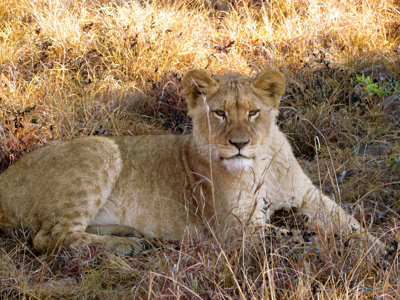 Lioness, young