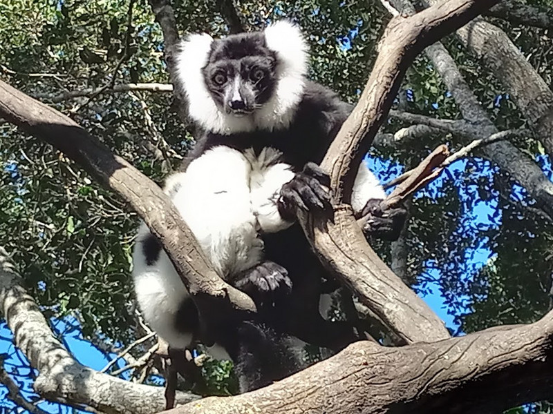 Black-and-white Tuffted Lemur