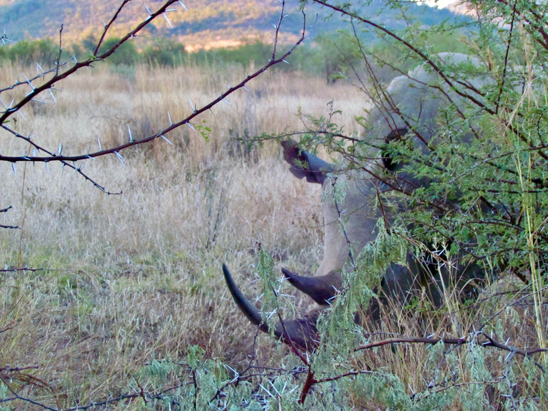 Rhino Pilanesberg