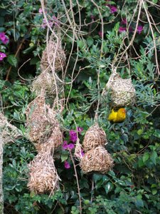 Lesser Masked Weaver on nest