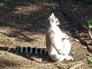 Ring-tall lemur