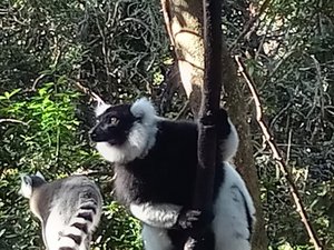 Brack-and-White Tuffted Lemur
