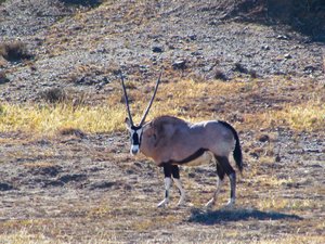 Gemsbok aka Oryx