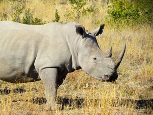 Rhino Pilanesberg