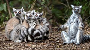 Ring-tail lemurs