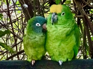 Yellow-crowned Amazon Parrots