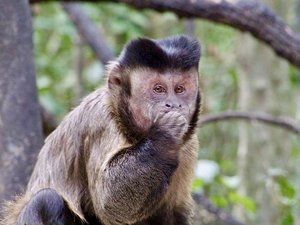 Tufted Capuchine Monkey