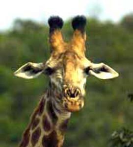 Itala Giraffe