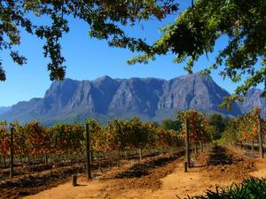 Wine Country/Stellenbosch Vineyard