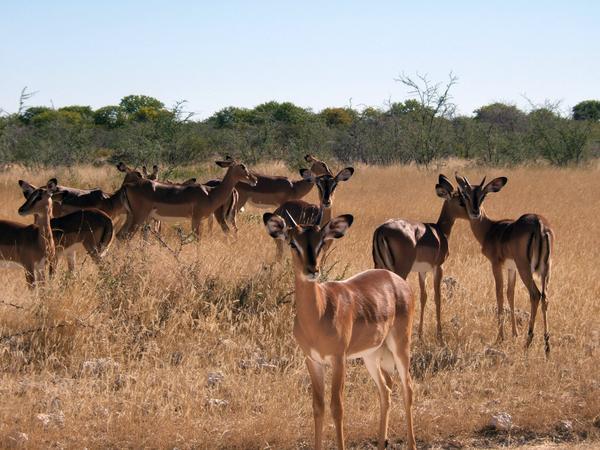 Etosha Black-Faced Impala