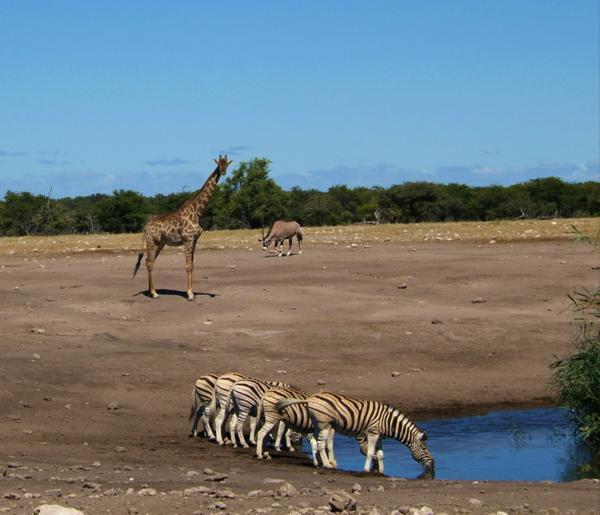 Etosha Gemsbok, Giraffe & Zebra