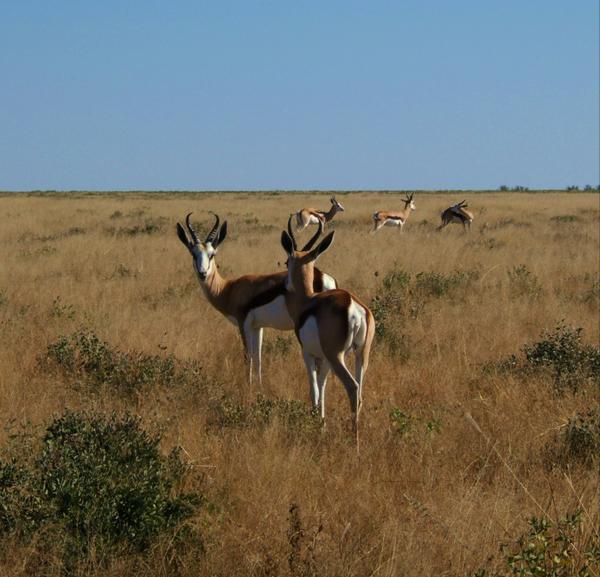 Etosha Springbok