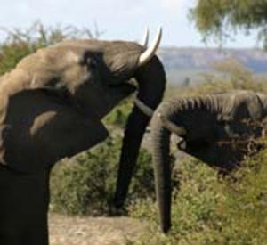 Etosha Elephant