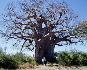 Baobob Tree, Mahango GR