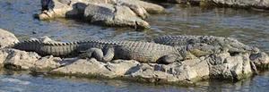 Crocodile, Okavango, Botswana