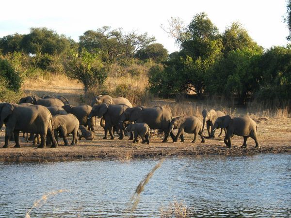 Chobe Elephant Herd