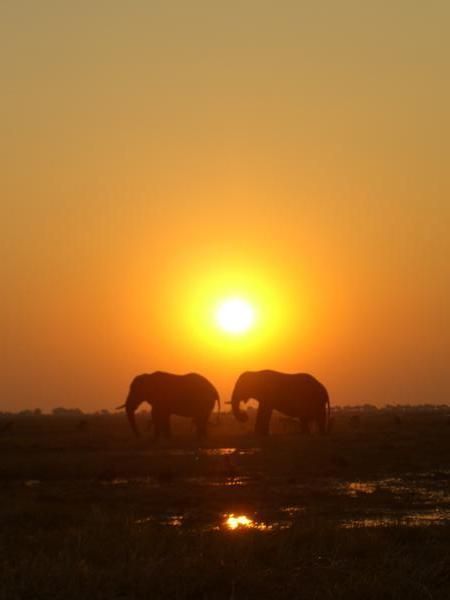 Elephants at Sunset, Chobe