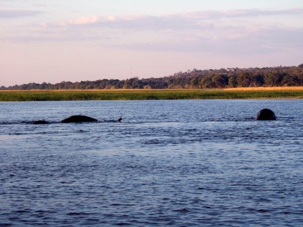 Swimming Elephants, Chobe