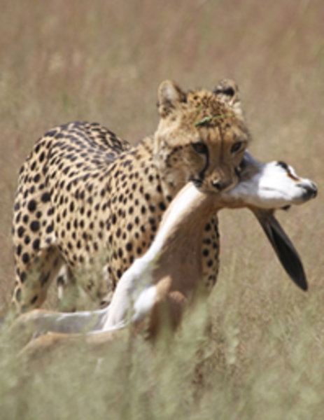 Cheetah w/kill