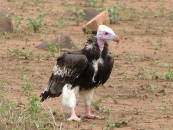 Vulture, White Headed