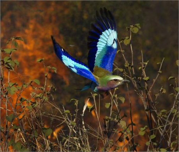 Lilac Breasted Roller in flight