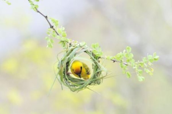 Weaver in Nest