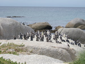Jackass Penguins
