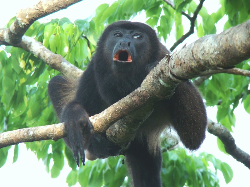 Howler Monkey | Photo