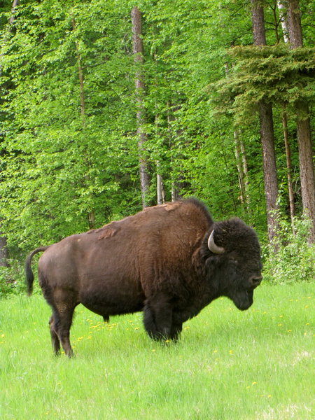Bison, Male