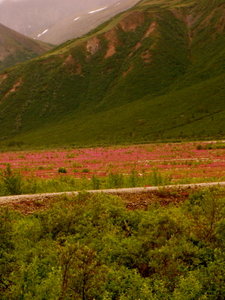 Alaska Scenery