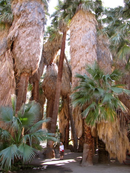 Palm Grove Oasis