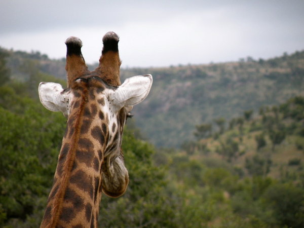 Giraffe Ears
