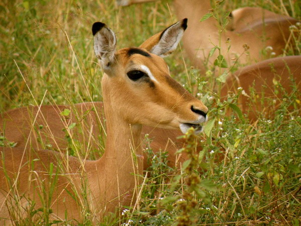 Impala, Female
