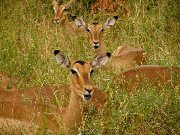 Impala, Females