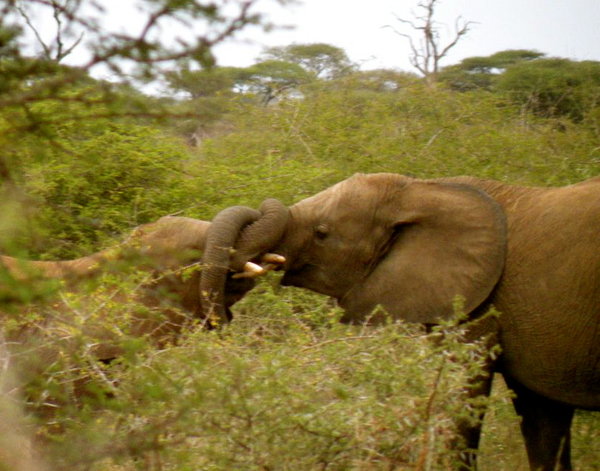 Elephant Intertwining trunks
