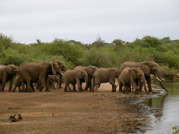 More Elephants at Dusk